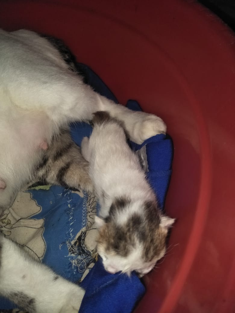 IMG 20210615 WA0040 1