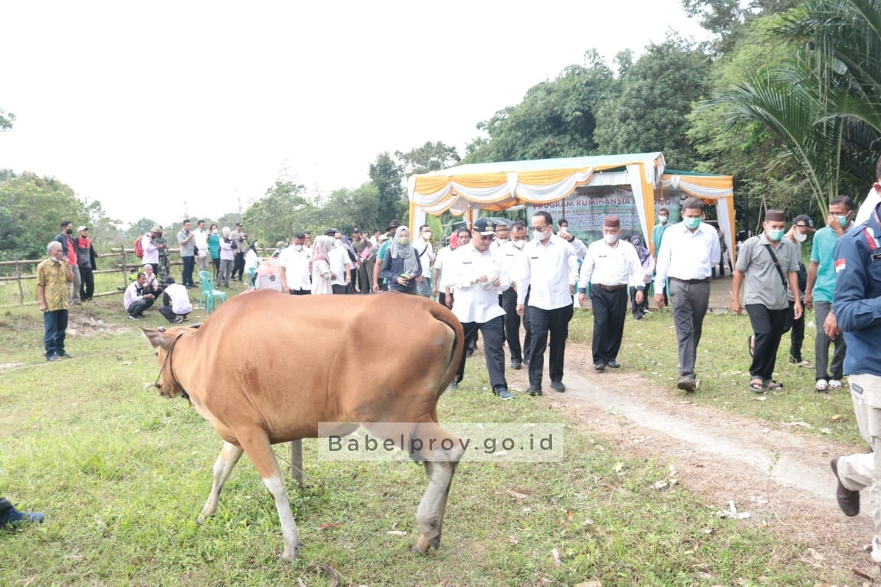 Gubernur Babel Serahkan Bantuan Sapi di Desa Cambai,Berikut penjelasannya WhatsApp Image 2022 01 19 At 13.20.43 1