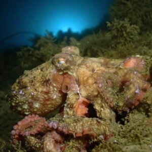 Lab Ini Baru Saja Meniru Kekuatan Super Kamuflase Gurita Kamuflase Gurita