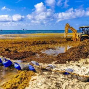 Mengapa Samudera Atlantik Tenggelam karena Rumput Laut? Ilmuwan Akhirnya Memecahkan Pembersihan Pantai Playa del Carmen di Sargassum