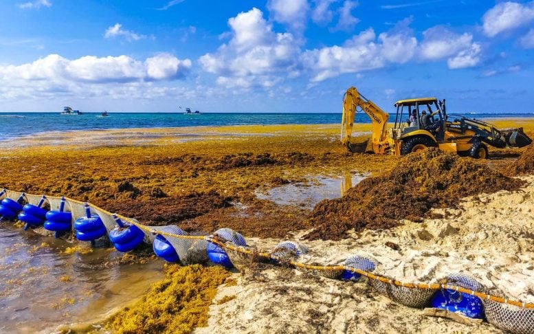 Mengapa Samudera Atlantik Tenggelam karena Rumput Laut? Ilmuwan Akhirnya Memecahkan Pembersihan Pantai Playa del Carmen di Sargassum